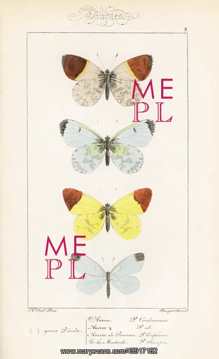 : Orange tip, sooty orange tip and wood white : Orange tip, sooty orange tip and wood white