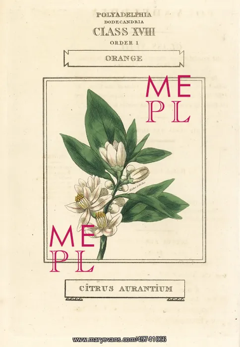 : Orange tree, Citrus aurantium : Orange tree, Citrus aurantium
