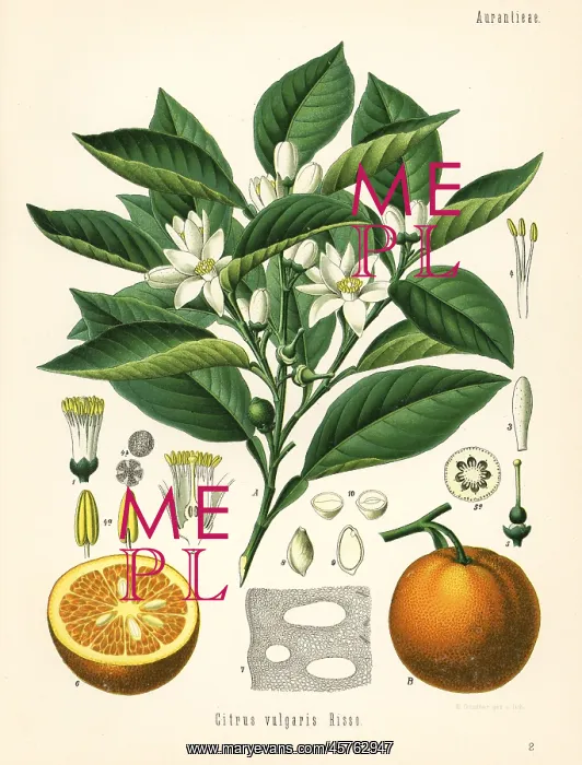 : Orange tree and fruit, Citrus aurantium : Orange tree and fruit, Citrus aurantium