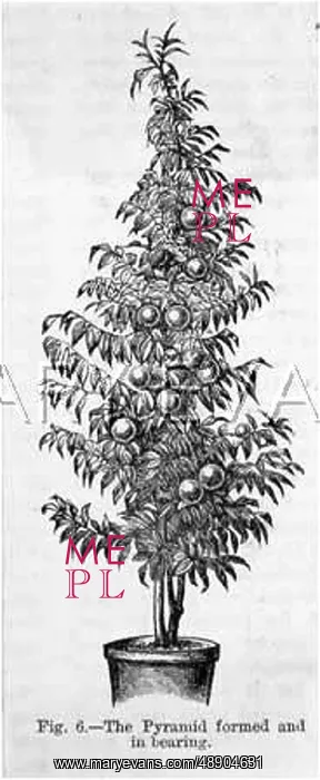 : ORANGE TREE IN A POT : ORANGE TREE IN A POT