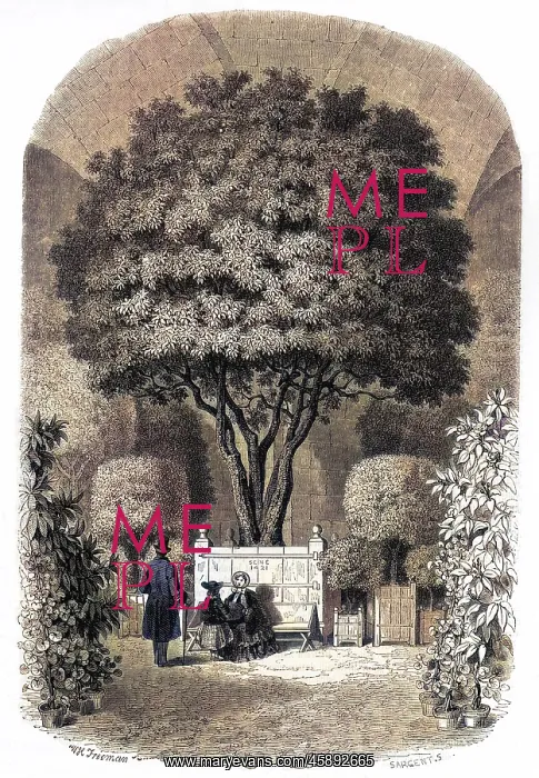 : ORANGE TREE / VERSAILLES : ORANGE TREE / VERSAILLES