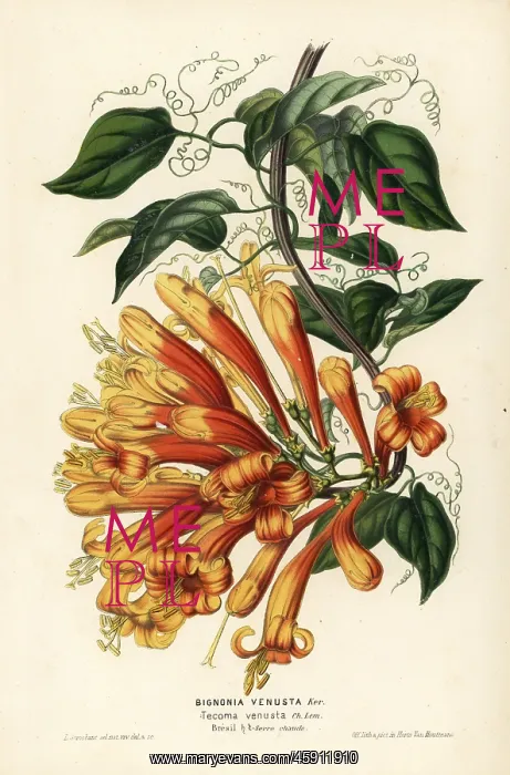 : Orange trumpet flower, Pyrostegia venusta : Orange trumpet flower, Pyrostegia venusta