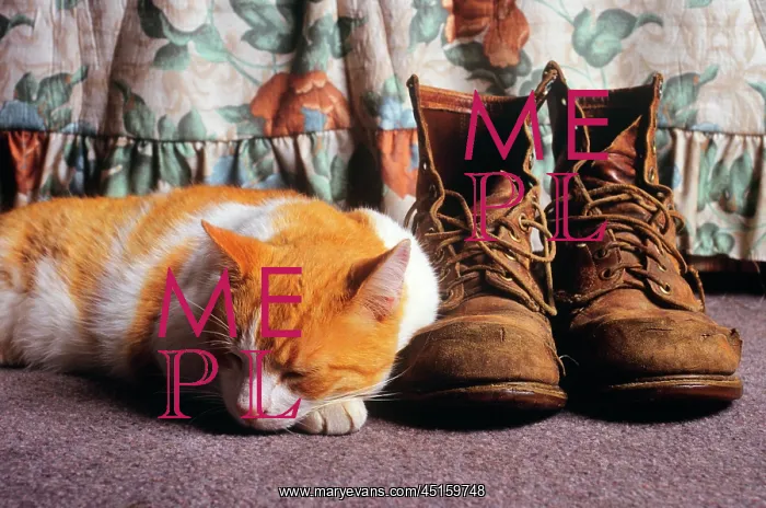 : Orange and White Cat Curled up Head on Paw Sleeping : Orange and White Cat Curled up Head on Paw Sleeping