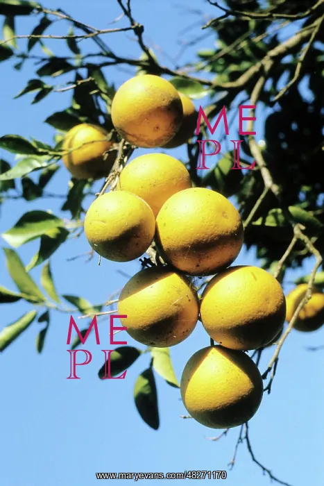 : Oranges, 1976