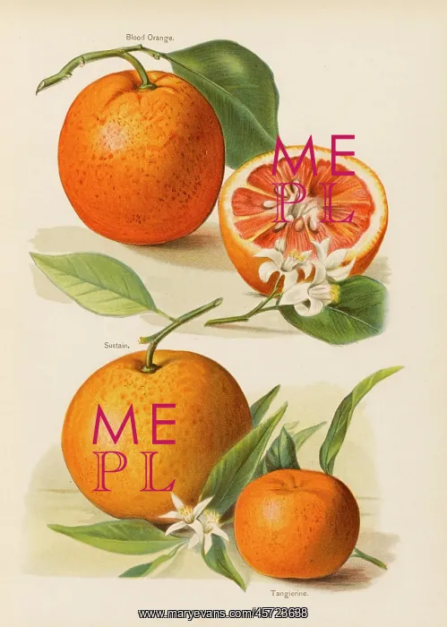 : Oranges. Blood Orange (with blossom) Sustain Tangierine : Oranges. Blood Orange (with blossom) Sustain Tangierine