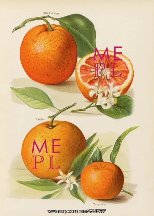 : Oranges. Blood Orange (with blossom) Sustain Tangierine : Oranges. Blood Orange (with blossom) Sustain Tangierine