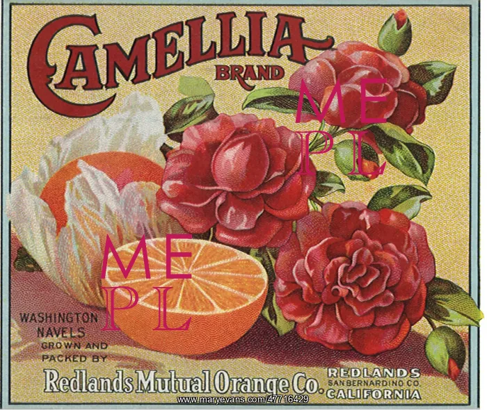  : Oranges and Camelia