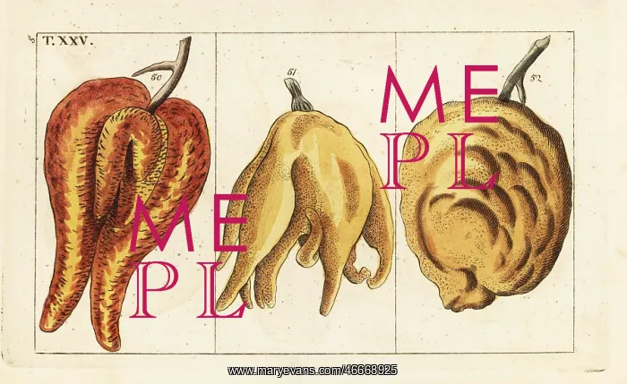 : Oranges, misshapen and bulbous forms, Citrus aurantium : Oranges, misshapen and bulbous forms, Citrus aurantium