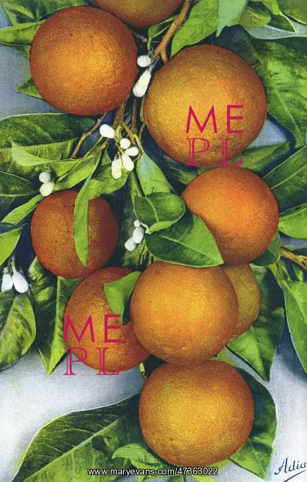  : ORANGES / PHOTOGRAPH
