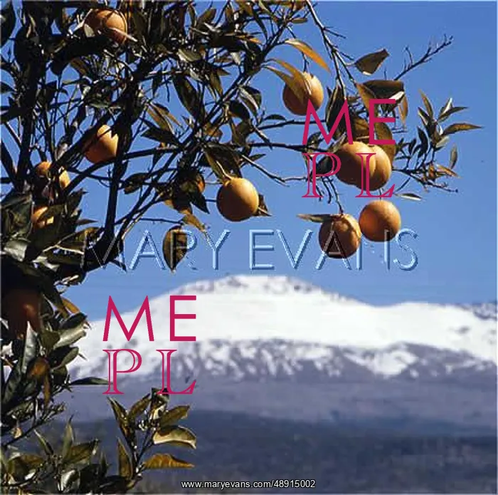 : ORANGES ON TREE 1976 : ORANGES ON TREE 1976