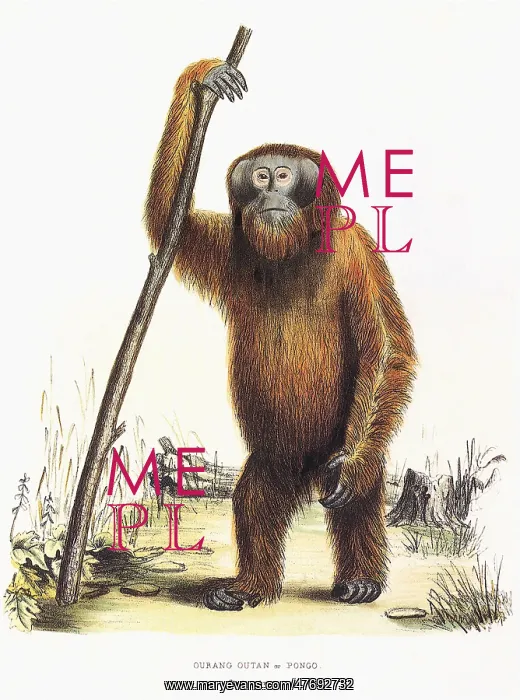  : Orangutan
