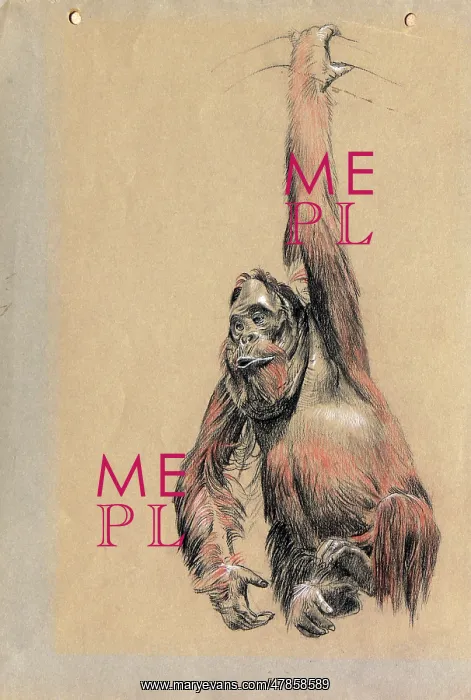 : An Orangutan : An Orangutan