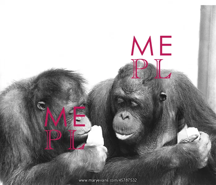 : Two orangutans with ice lollies : Two orangutans with ice lollies