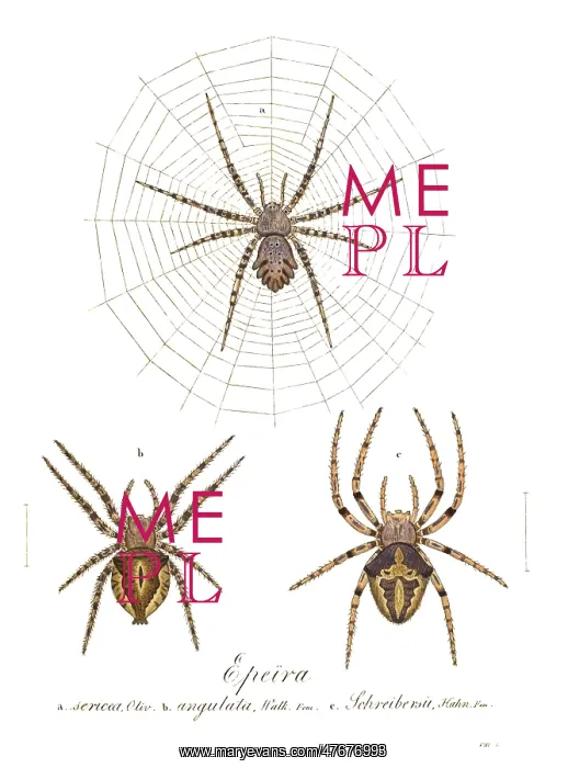 : Orb Web Spiders : Orb Web Spiders