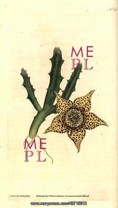 : Orbea variegata : Orbea variegata