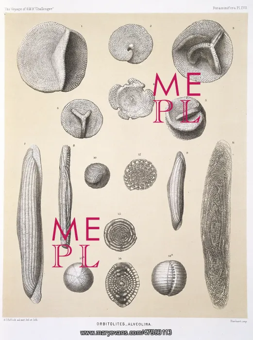 : Orbitolites - Alveolina : Orbitolites - Alveolina