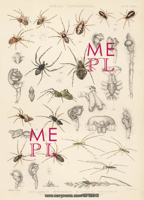 : Orbweaver spiders : Orbweaver spiders