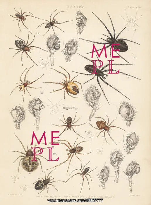 : Orbweaver spiders : Orbweaver spiders