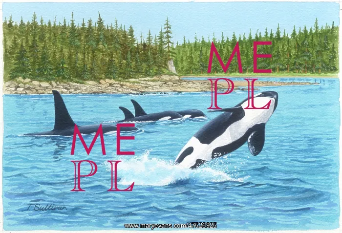 : Orca Whales by Pine Shore : Orca Whales by Pine Shore