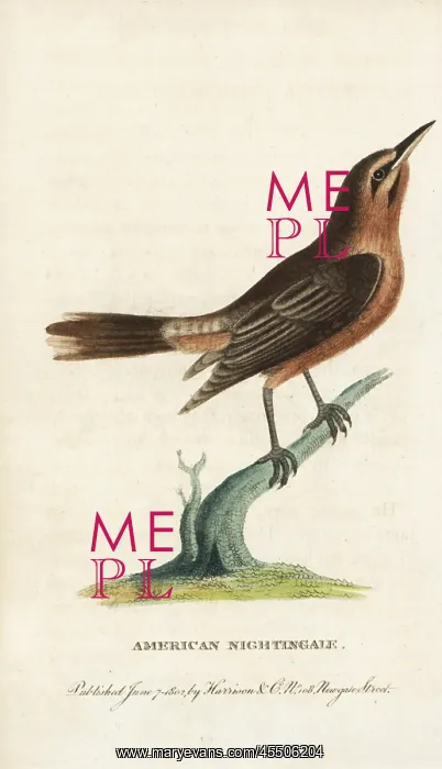 : Orchard oriole, Icterus spurius : Orchard oriole, Icterus spurius