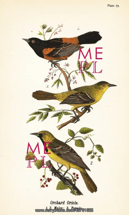 : Orchard oriole, Icterus spurius : Orchard oriole, Icterus spurius