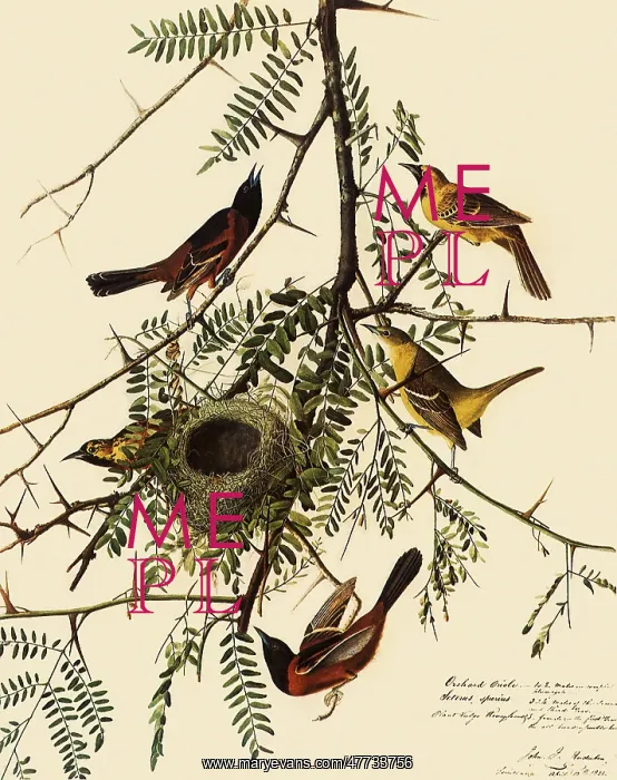  : Orchard Orioles