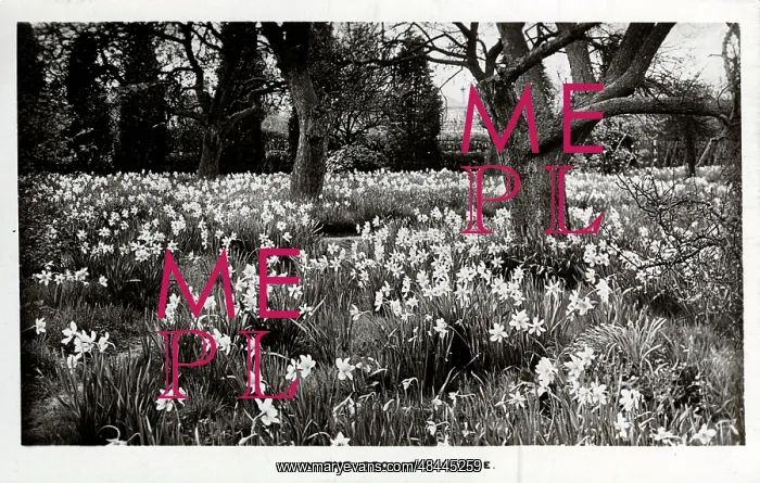 : In the Orchard, Wiggie, Surrey : In the Orchard, Wiggie, Surrey