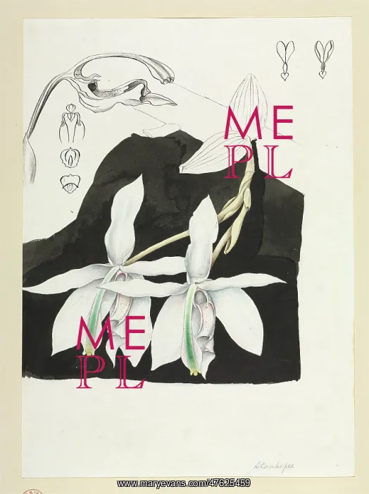 : Orchid. Watercolour by Robert Schomburgk, 1840's : Orchid. Watercolour by Robert Schomburgk, 1840's