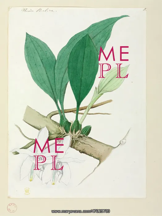 : Orchid. Watercolour by Robert Schomburgk, 1840's : Orchid. Watercolour by Robert Schomburgk, 1840's
