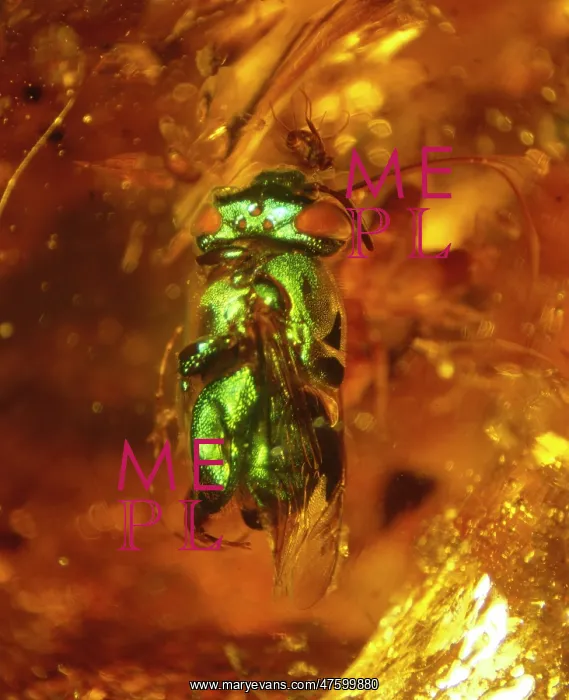 : Orchid bee in copal : Orchid bee in copal