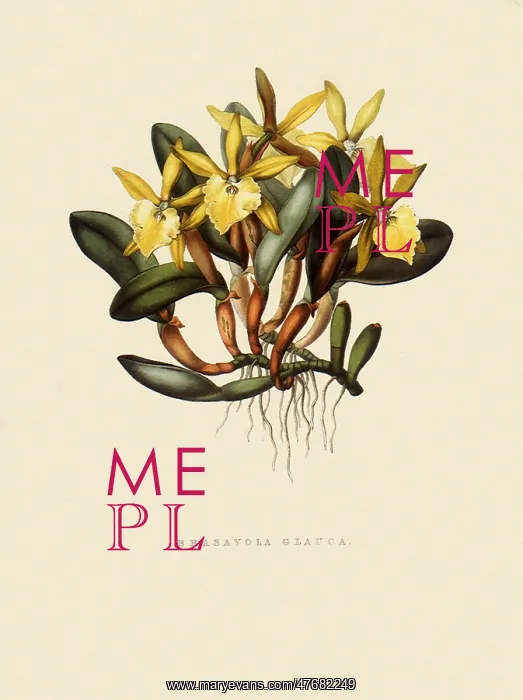  : Orchid, Brassavola glauca
