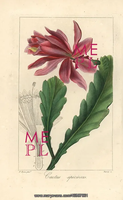 : Orchid cactus, Disocactus speciosus : Orchid cactus, Disocactus speciosus