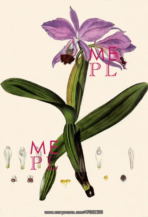 : Orchid, Cattleya labiata : Orchid, Cattleya labiata