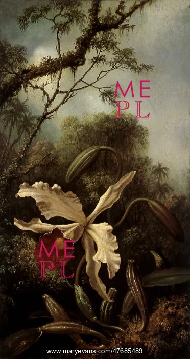 : Orchid and Hummingbird : Orchid and Hummingbird