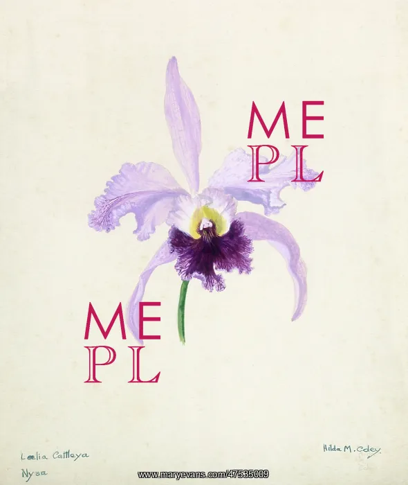  : Orchid, Laelia cattleya Nysa