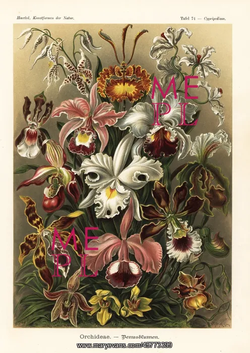 : Orchid species : Orchid species
