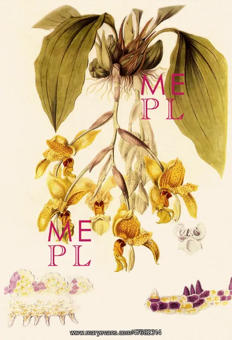  : Orchid, Stanhopea wardi