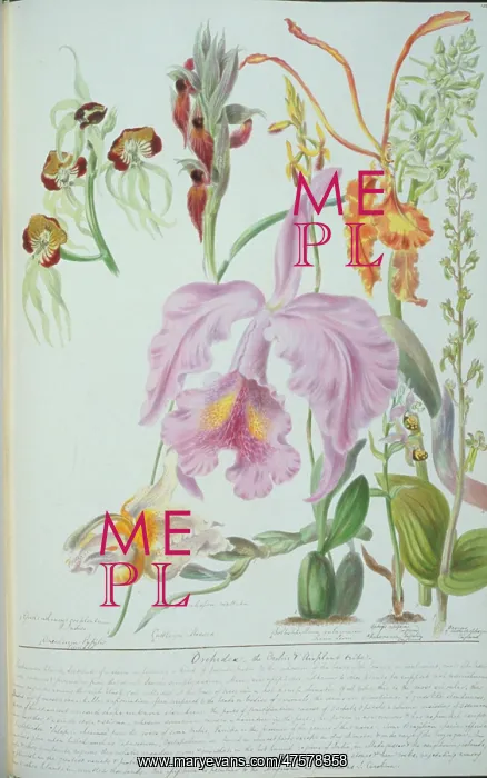 : Orchideae. Plate 155 from The Chief Natural Orders of Plants (1849) : Orchideae. Plate 155 from The Chief Natural Orders of Plants (1849)