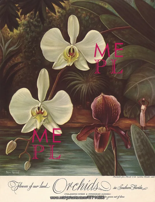 : Orchids : Orchids