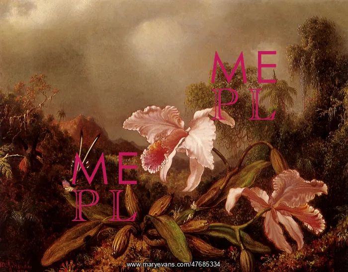 : Orchids and Hummingbird : Orchids and Hummingbird