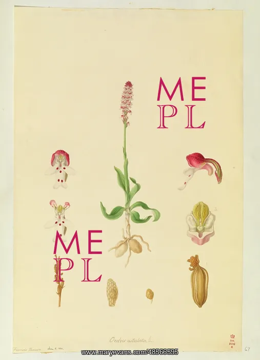 : Orchis ustullata, Burnt Orchid : Orchis ustullata, Burnt Orchid