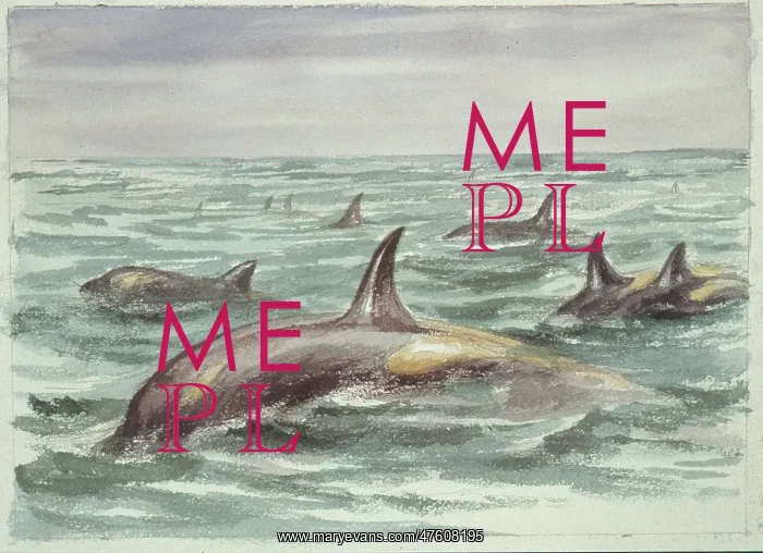 : Orcinus orca, orca : Orcinus orca, orca