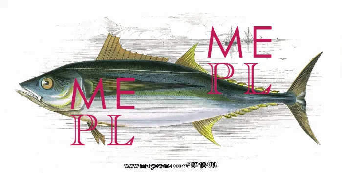 : Orcynus germon, or Long-Finned Tunny : Orcynus germon, or Long-Finned Tunny