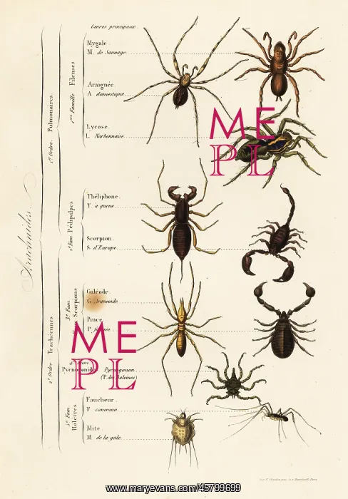 : Orders of Arachnids : Orders of Arachnids