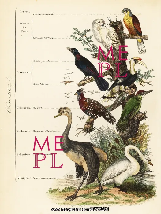 : Orders of Birds : Orders of Birds