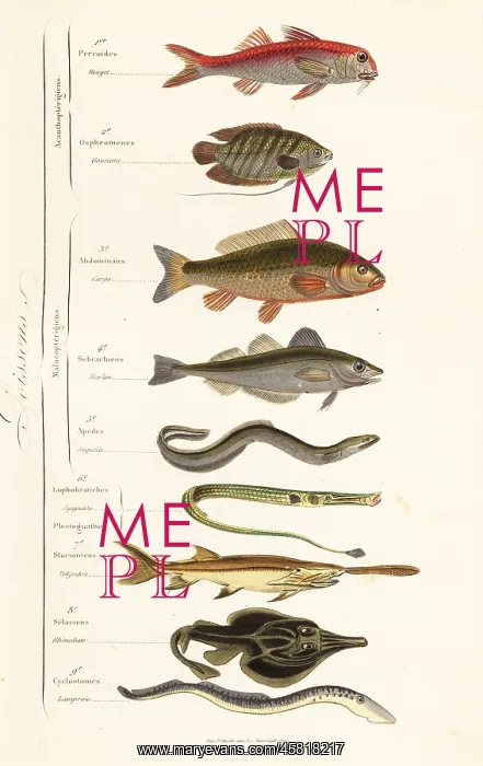 : Orders of fish : Orders of fish