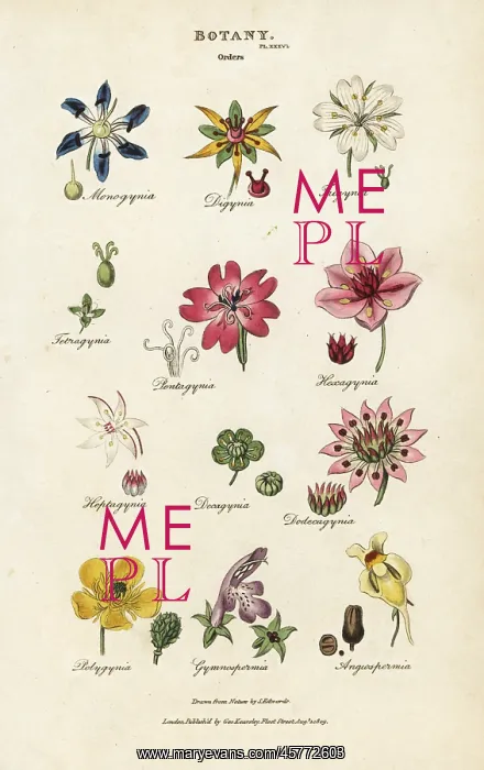 : Orders of flowers: Monogynia, Digynia, Trigynia : Orders of flowers: Monogynia, Digynia, Trigynia