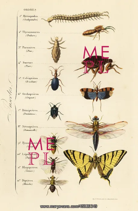 : Orders of Insects : Orders of Insects