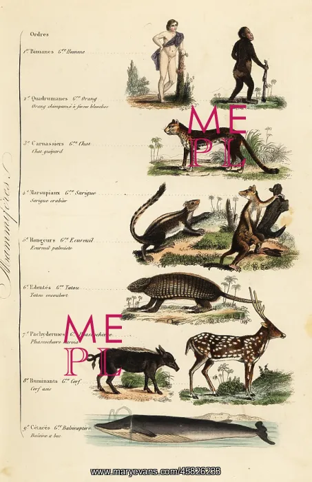 : Orders of Mammals : Orders of Mammals