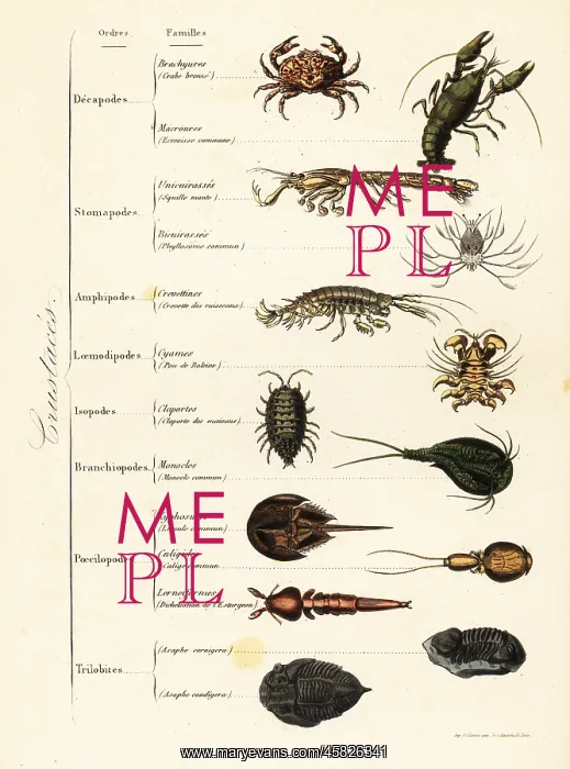 : Orders of marine and terrestrial crustaceans : Orders of marine and terrestrial crustaceans